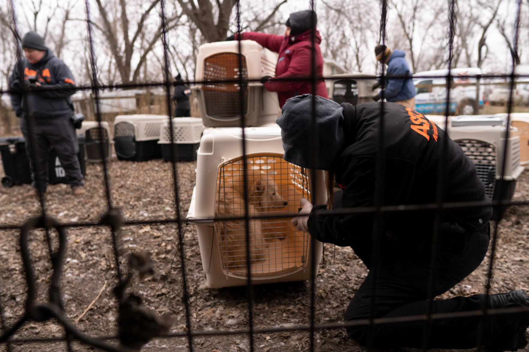 Puppy mill 13